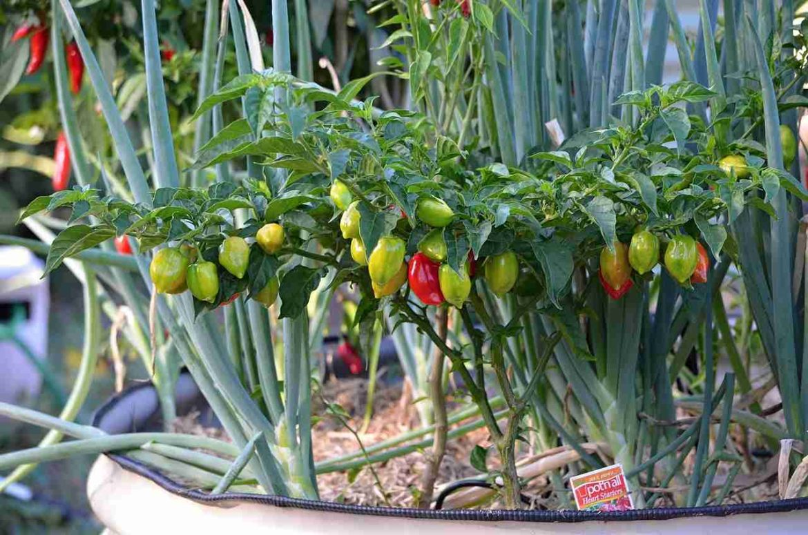 Cara Menanam Cabe dari Biji Cara Menanam Cabe dari Biji